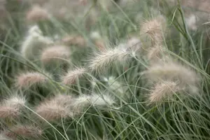 pennisetum villosum P9 - afbeelding 3