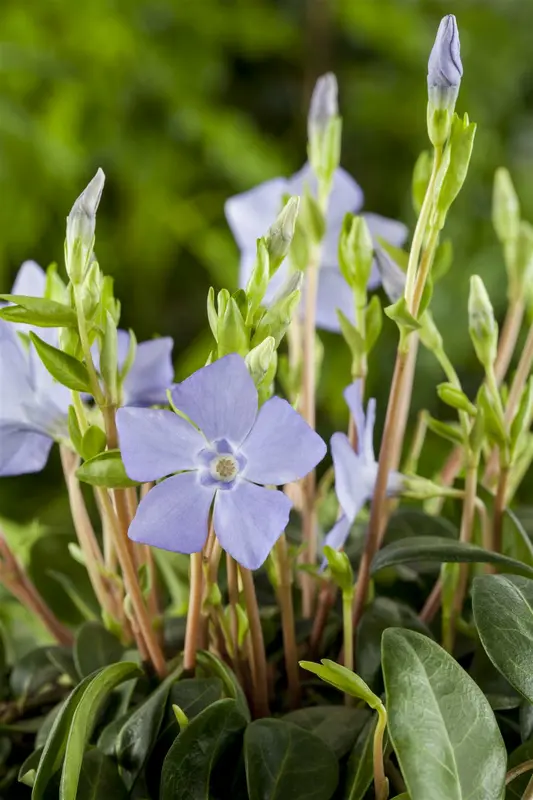 Vinca minor 30- 40   C2 - afbeelding 4