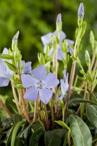 Vinca minor 30- 40   C2 - afbeelding 4