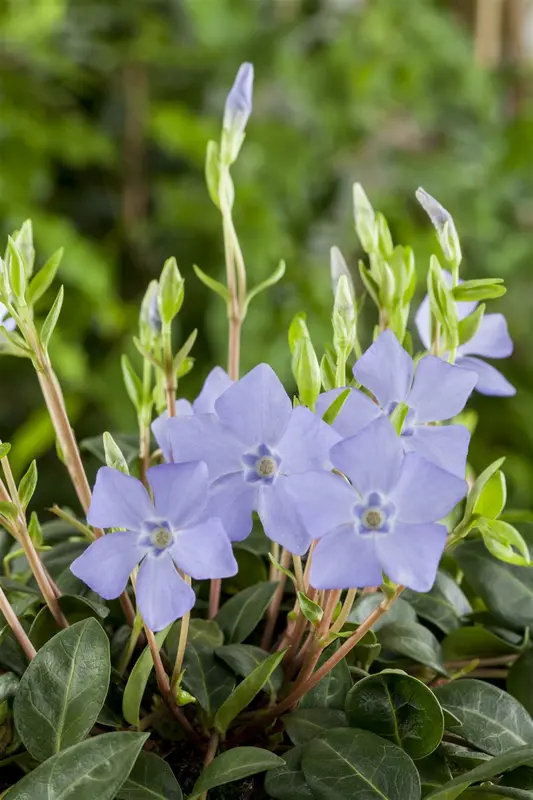 Vinca minor 30- 40   C2 - afbeelding 5