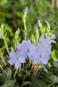 Vinca minor 30- 40   C2 - afbeelding 5