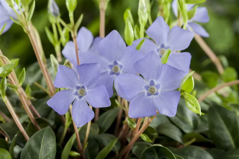 Vinca minor 30- 40   C2 - afbeelding 2