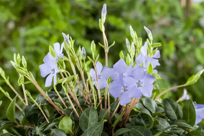 Vinca minor 30- 40   C2 - afbeelding 3