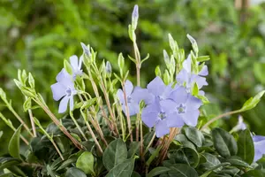 Vinca minor 30- 40   C2 - afbeelding 3