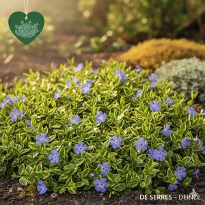 Vinca minor 'Aureovariegata' P9