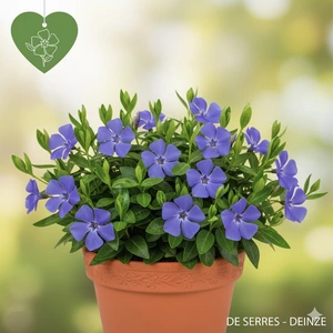 Vinca minor 'Flower Power' P9