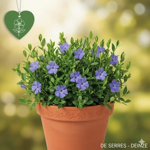 Vinca minor 'Grüner Teppich' P9