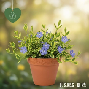 Vinca minor 'Illumination' P9