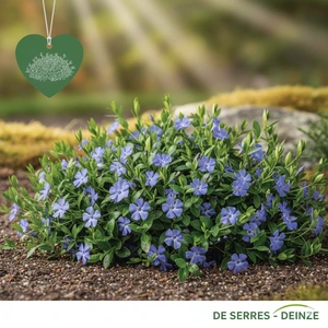 Vinca minor 'Bowles Variety' P9