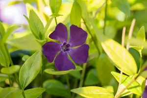Verino