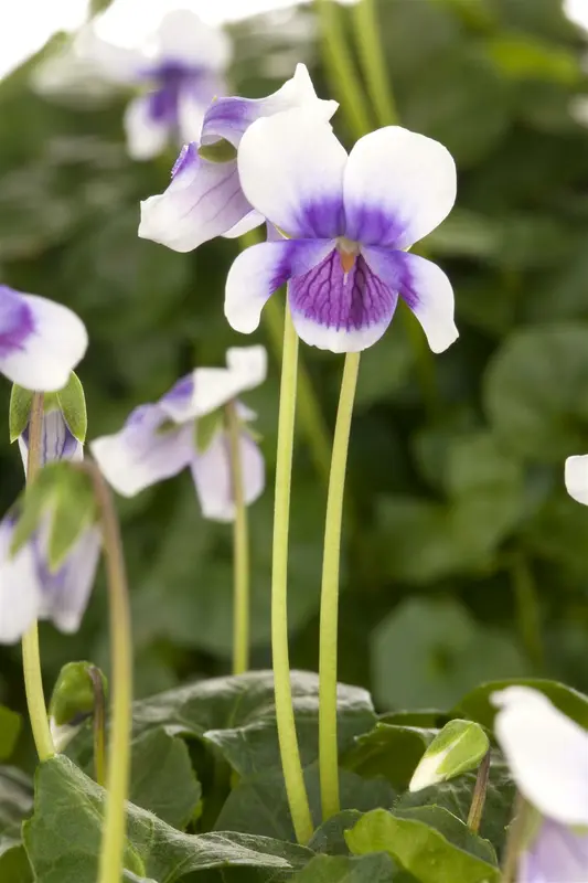 viol hederacea-p9 12/999 lun - afbeelding 2