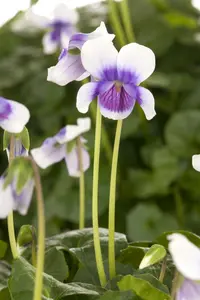 viol hederacea-p9 12/999 lun - afbeelding 2
