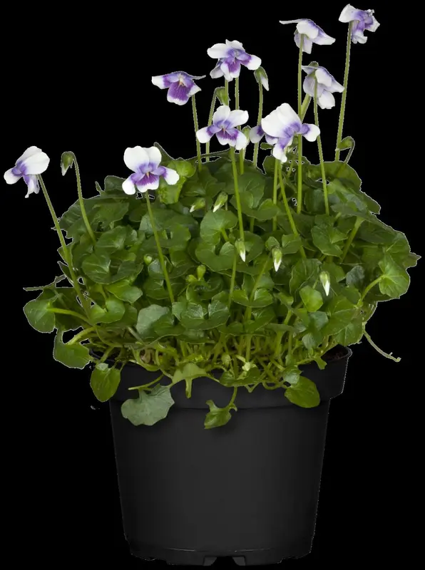 viol hederacea-p9 12/999 lun - afbeelding 3
