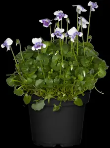 viol hederacea-p9 12/999 lun - afbeelding 3