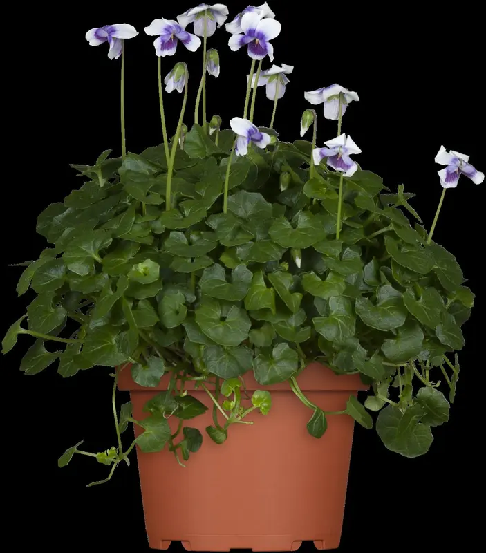 viol hederacea-p9 12/999 lun - afbeelding 1