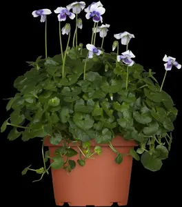 viol hederacea-p9 12/999 lun - afbeelding 3