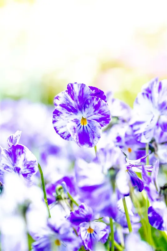 Viola corn. 'Columbine' P9 - afbeelding 1