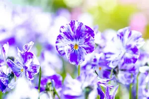 Viola corn. 'Columbine' P9 - afbeelding 2