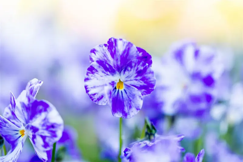 Viola corn. 'Columbine' P9 - afbeelding 3