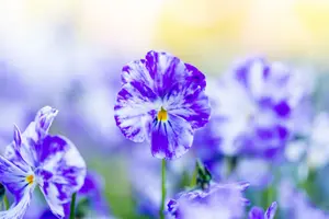 Viola corn. 'Columbine' P9 - afbeelding 3