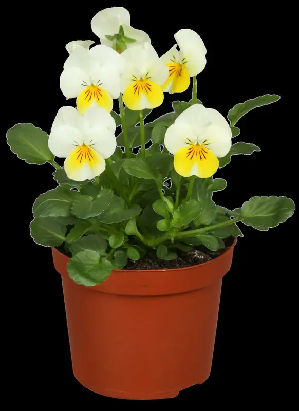 Viola corn. 'Icy But Spicy' P9 - afbeelding 1