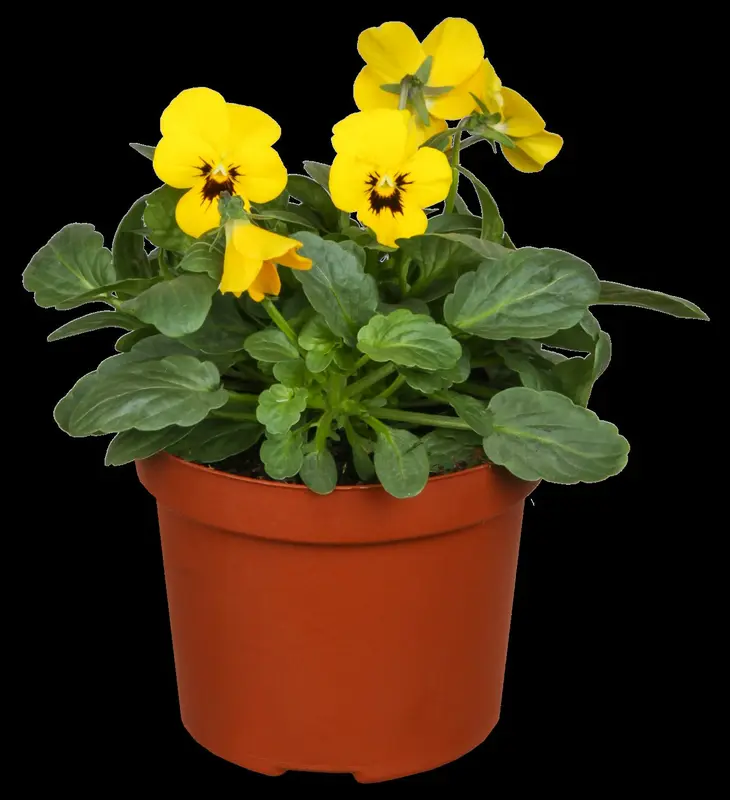 Viola corn. 'Icy But Spicy' P9 - afbeelding 4