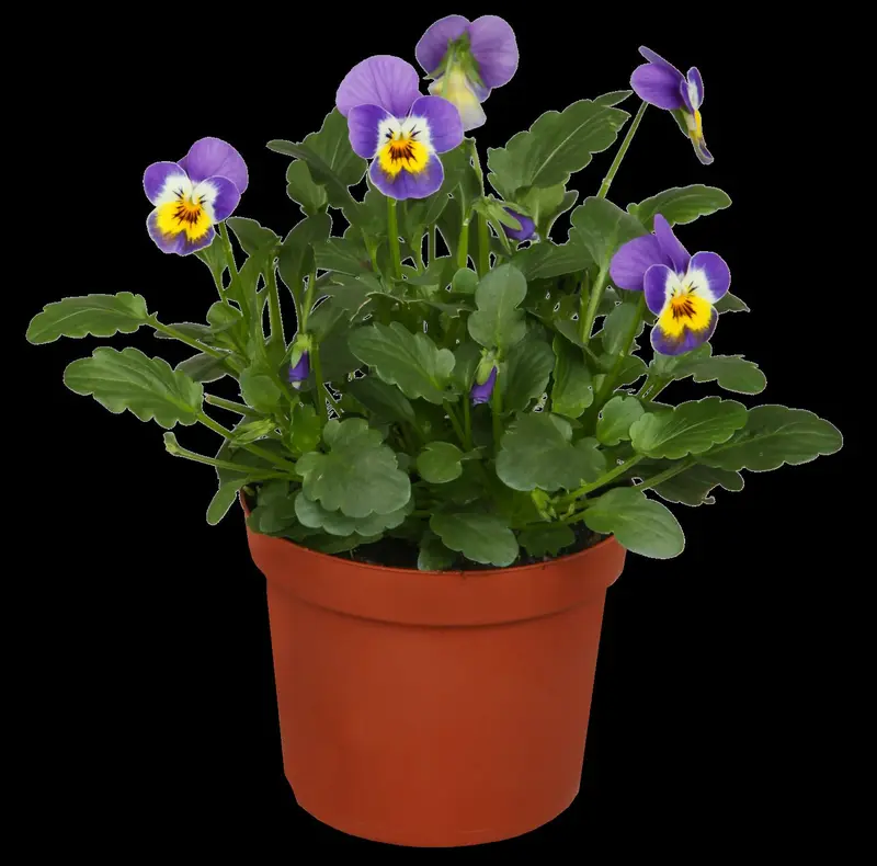 Viola corn. 'Icy But Spicy' P9 - afbeelding 3