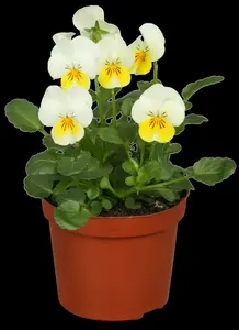 Viola corn. 'Miss Helen Mount' P9 - afbeelding 1