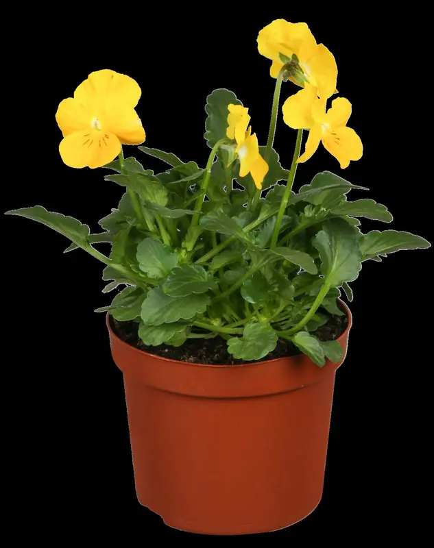 Viola corn. 'Miss Helen Mount' P9 - afbeelding 5