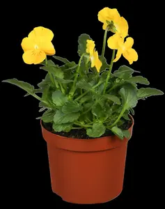 Viola corn. 'Miss Helen Mount' P9 - afbeelding 5