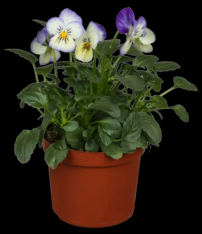 Viola corn. 'Miss Helen Mount' P9 - afbeelding 2