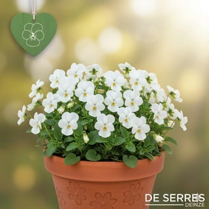 Viola cornuta 'Wisley White' P9