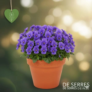 Viola cornuta 'Blue Perfection' P11