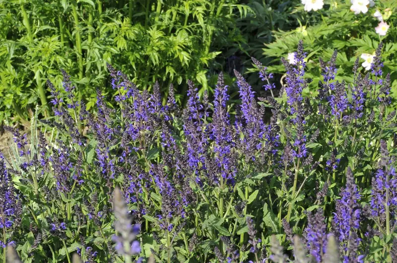 salvia nem. 'viola klose' P9 - afbeelding 1