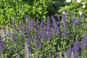 salvia nem. 'viola klose' P9 - afbeelding 4