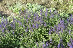 salvia nem. 'viola klose' P9 - afbeelding 2
