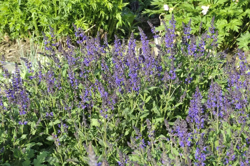 salvia nem. 'viola klose' P9 - afbeelding 3