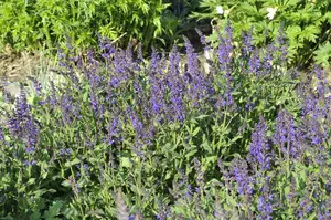 salvia nem. 'viola klose' P9 - afbeelding 3
