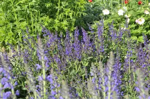 salvia nem. 'viola klose' P9 - afbeelding 4
