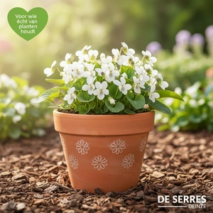 Viola odorata 'Alba' P9