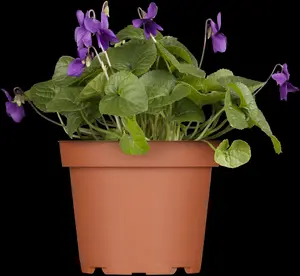 Viola odor. 'Royal Wedding' P9 - afbeelding 2