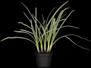 tulbaghia violacea P9 - afbeelding 2