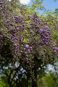 Violacea Plena - afbeelding 2