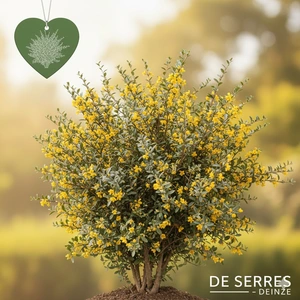 Corokia virgata C (25- 30)