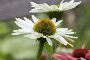 echinacea purp. 'virgin'® P9 - afbeelding 3
