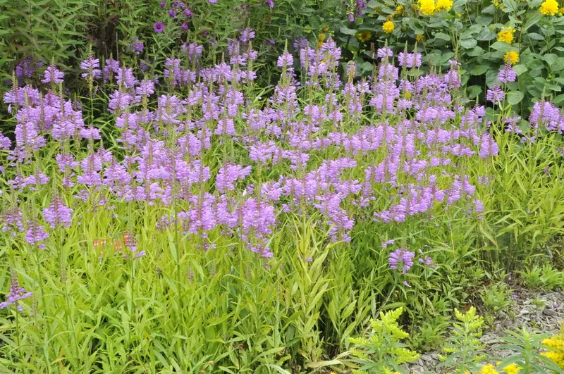 physostegia virginiana P9 - afbeelding 4