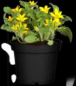 chrysogonum virginianum P9 - afbeelding 5