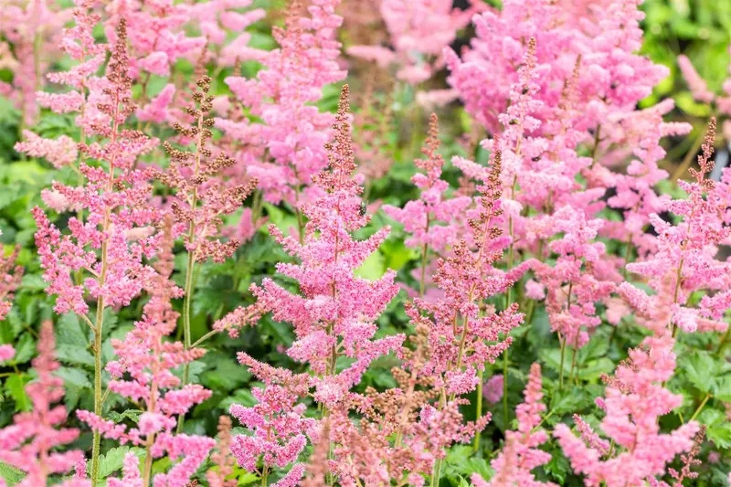 astilbe hybr. 'vision in pink'® P9 - afbeelding 1