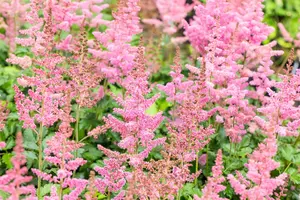 astilbe hybr. 'vision in pink'® P9 - afbeelding 3