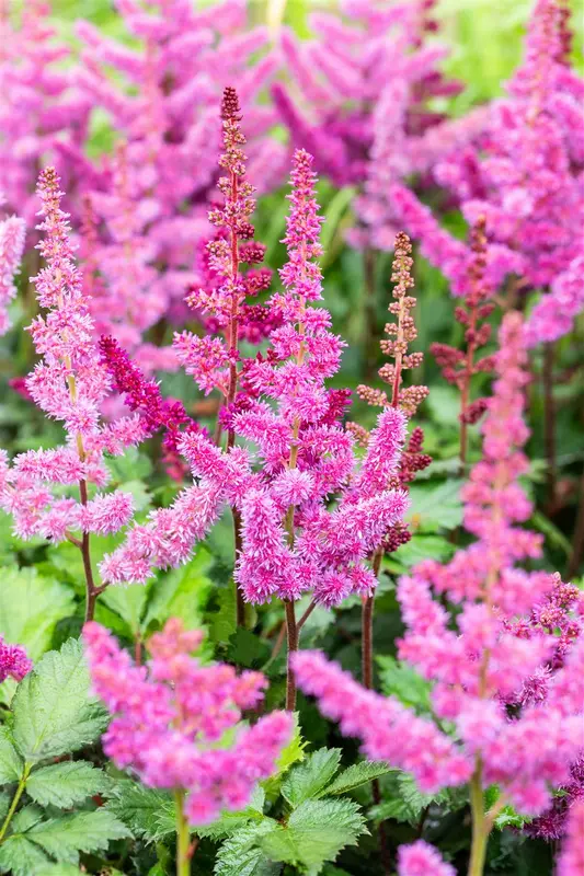 astilbe hybr. 'vision in red'® P9 - afbeelding 2